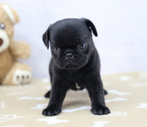 Pug puppy