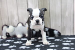Boston Terrier puppy