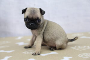 Pug puppy
