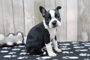 Boston Terrier puppy