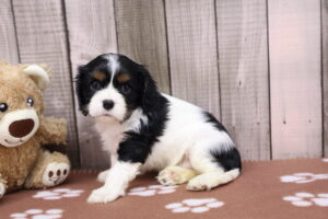 Cavalier King Charles Spaniel puppy