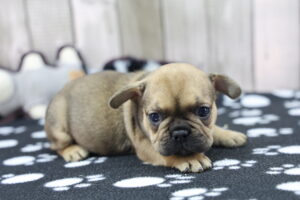 French Bulldog puppy