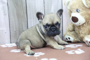 French Bulldog puppy