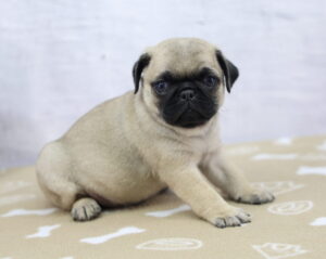 Pug puppy