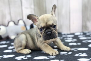 French Bulldog puppy