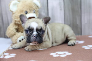 French Bulldog puppy
