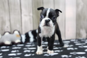Boston Terrier puppy