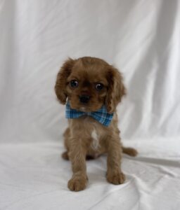 Cavalier King Charles Spaniel puppy