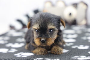 Yorkshire Terrier puppy