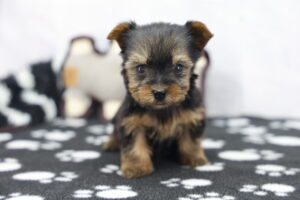 Yorkshire Terrier puppy