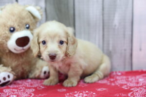 Miniature Dachshund puppy