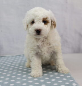 CotonPoo puppy