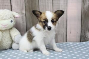Papillon puppy