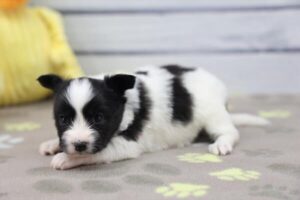 Papillon puppy