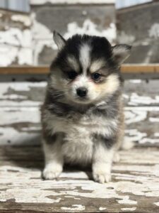 Pomsky puppy