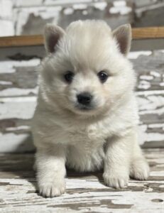 Pomsky puppy
