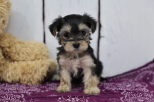 Morkie puppy