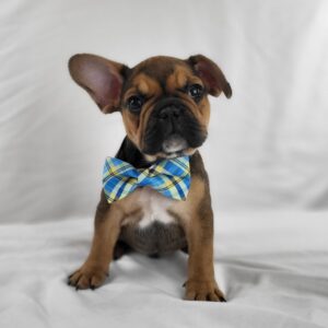 French Bulldog puppy