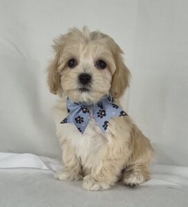 Maltipoo puppy