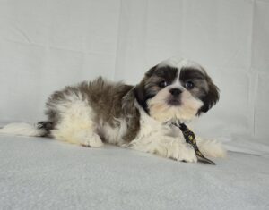 Shih Tzu puppy