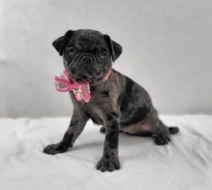 Pug puppy