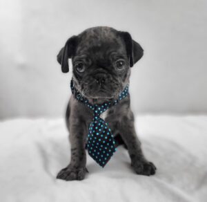 Pug puppy
