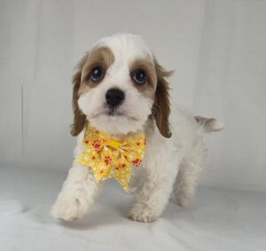 Cavapoo puppy