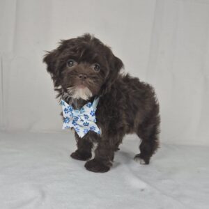 ShihPoo puppy