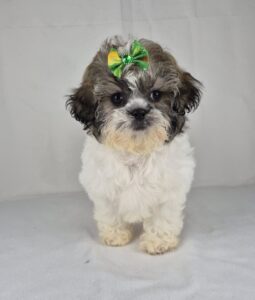 Shih Tzu puppy