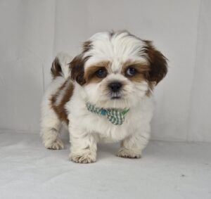 Shih Tzu puppy