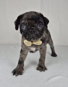 Pug puppy