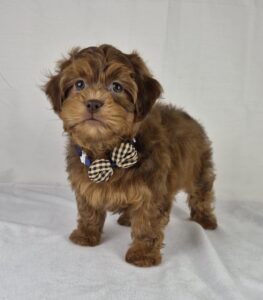 ShihPoo puppy