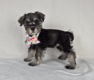 Miniature Schnauzer puppy
