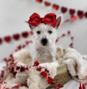 West Highland White Terrier puppy