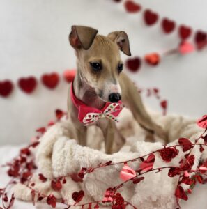 Italian Greyhound puppy