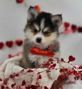 Pomsky puppy