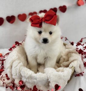 Pomsky puppy