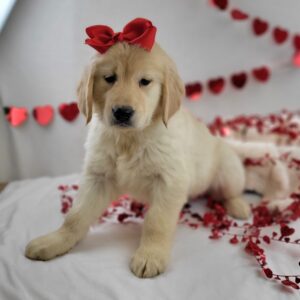 Golden Retriever puppy