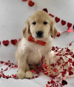 Golden Retriever puppy