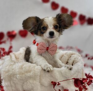 Papillon puppy