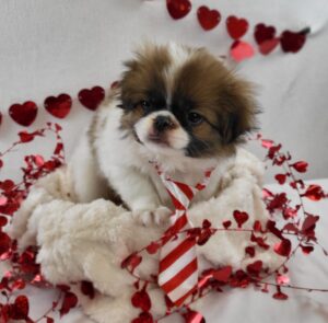 Japanese Chin puppy