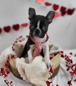 Boston Terrier puppy