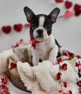 Boston Terrier puppy