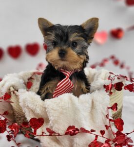 Yorkshire Terrier puppy