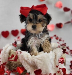 Morkie puppy