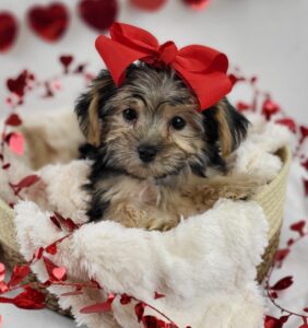 Morkie puppy