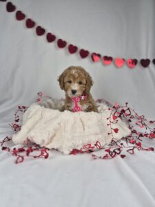 Miniature Poodle puppy