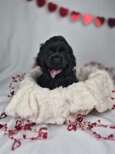 Cocker Spaniel puppy