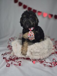 Miniature Goldendoodle puppy