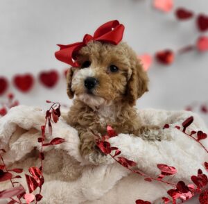 Miniature Poodle puppy